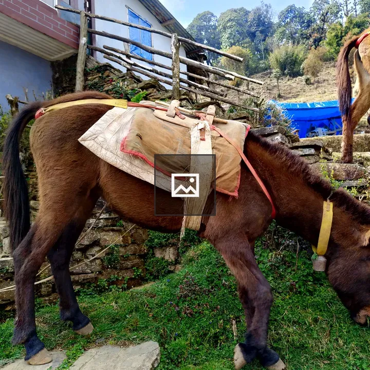 Mule eating grass by stone steps