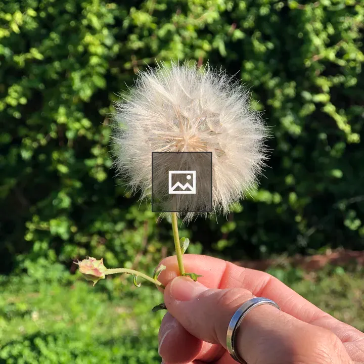 Hand holding a dandelion