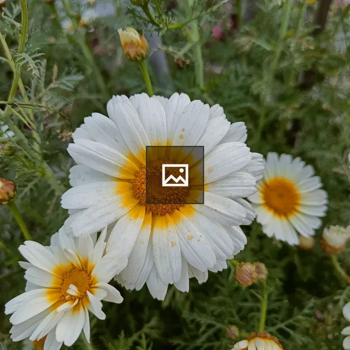 Crown daisy