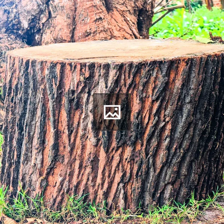Close-up of tree stump surface