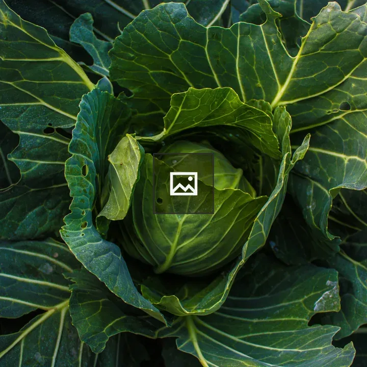 Green Cabbage Close-Up