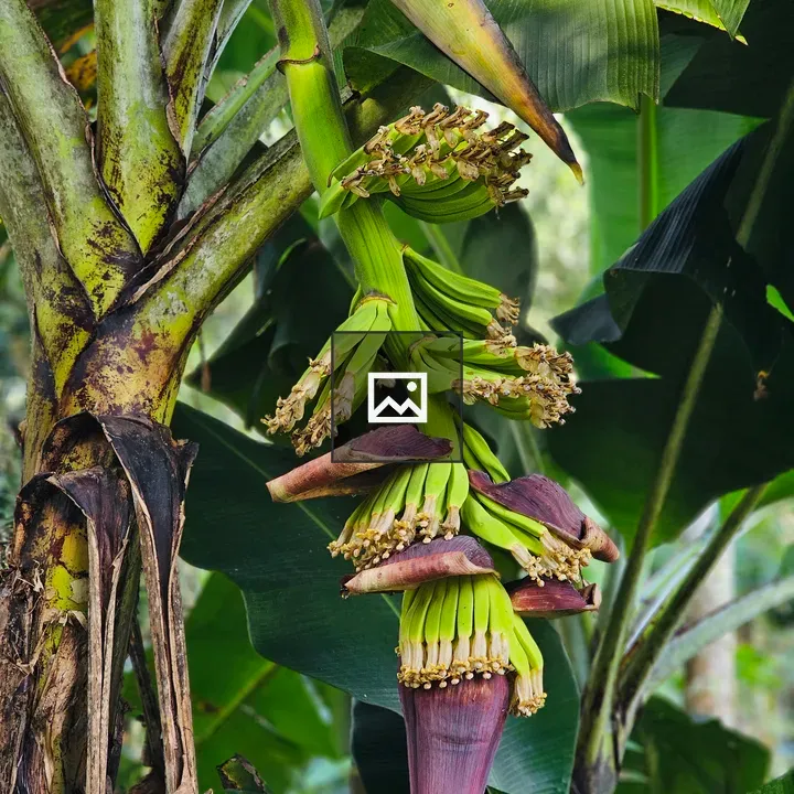 Banana Plant with Purple Flower