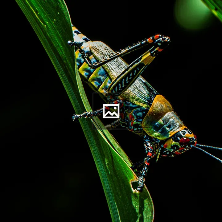 Grasshopper on Green Leaf