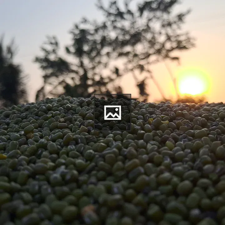 Green grains close-up with sunset