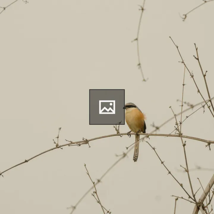 Long tailed shrike on bamboo perch