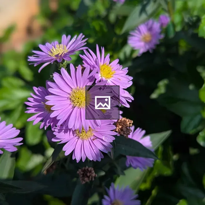 Cluster of purple flowers