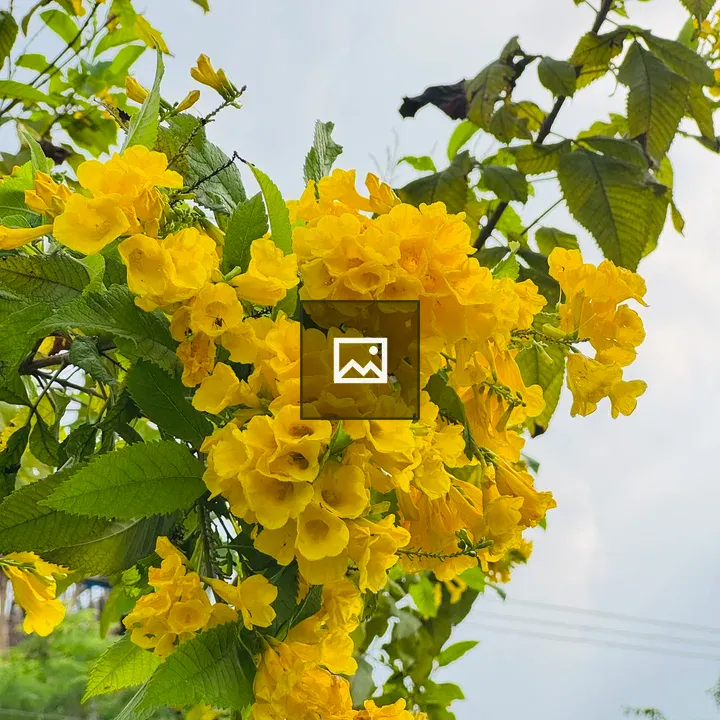 Bright yellow flowers on branches