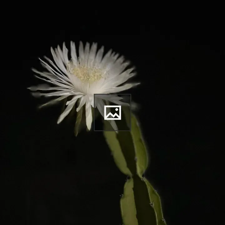 Nocturnal cactus flower in Jaipur