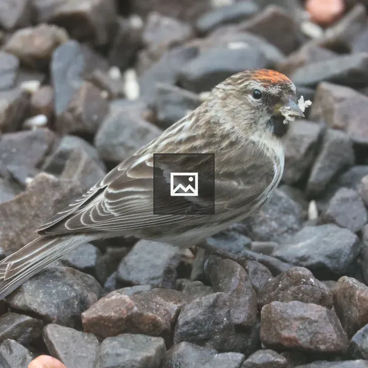 Female Redpoll among gravel