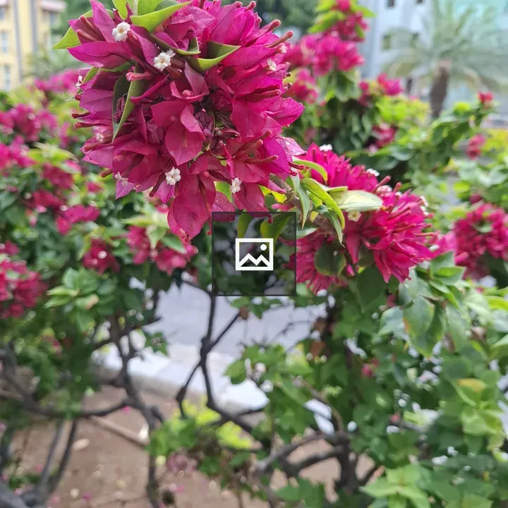 Bougainvillea Flowers Portrait