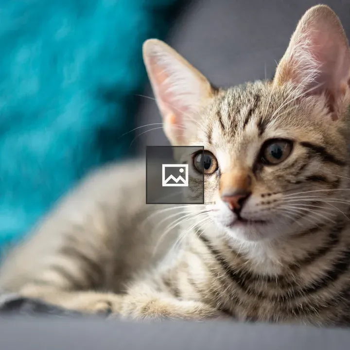 Kitten Resting on Couch