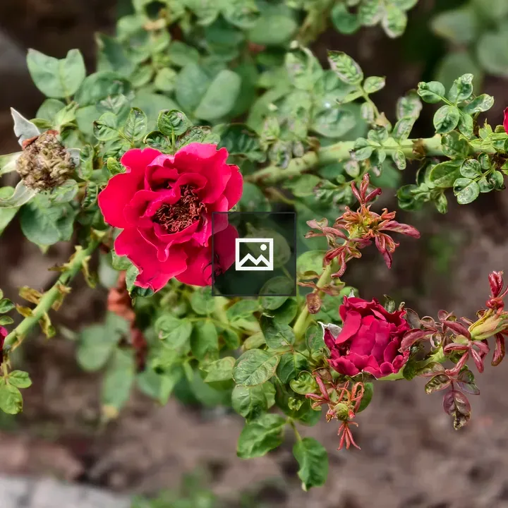 Magenta rose bush in bloom
