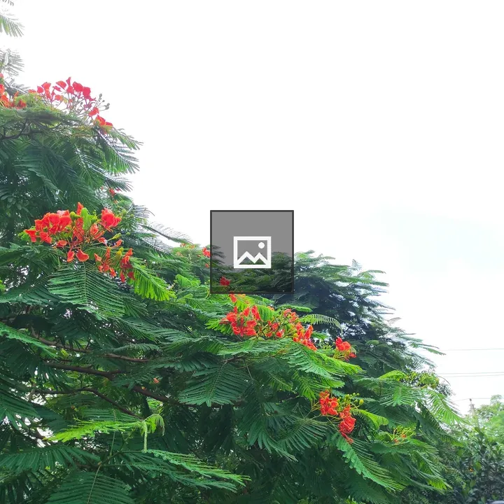 Royal Poinciana Tree Bloom