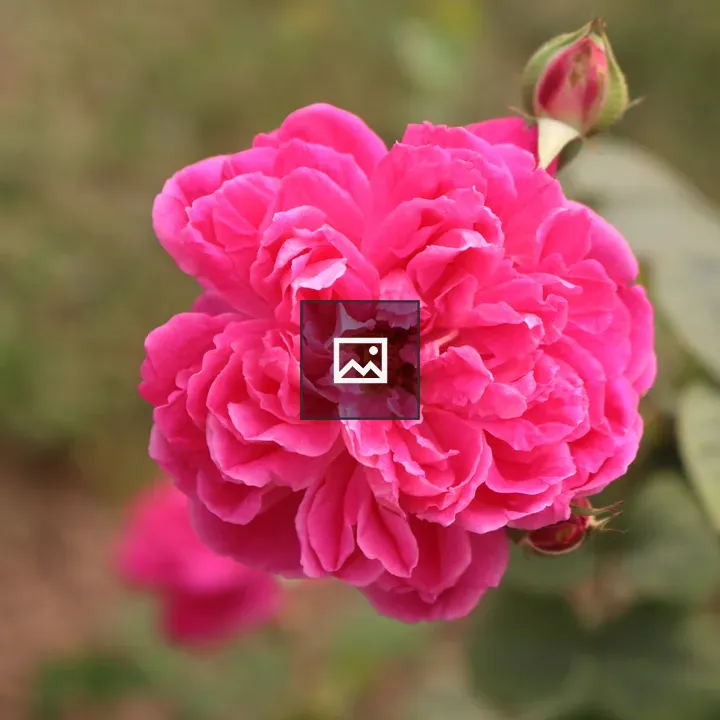 Pink rose with buds