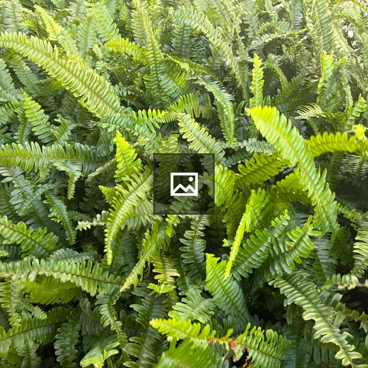 Dense cluster of fern leaves