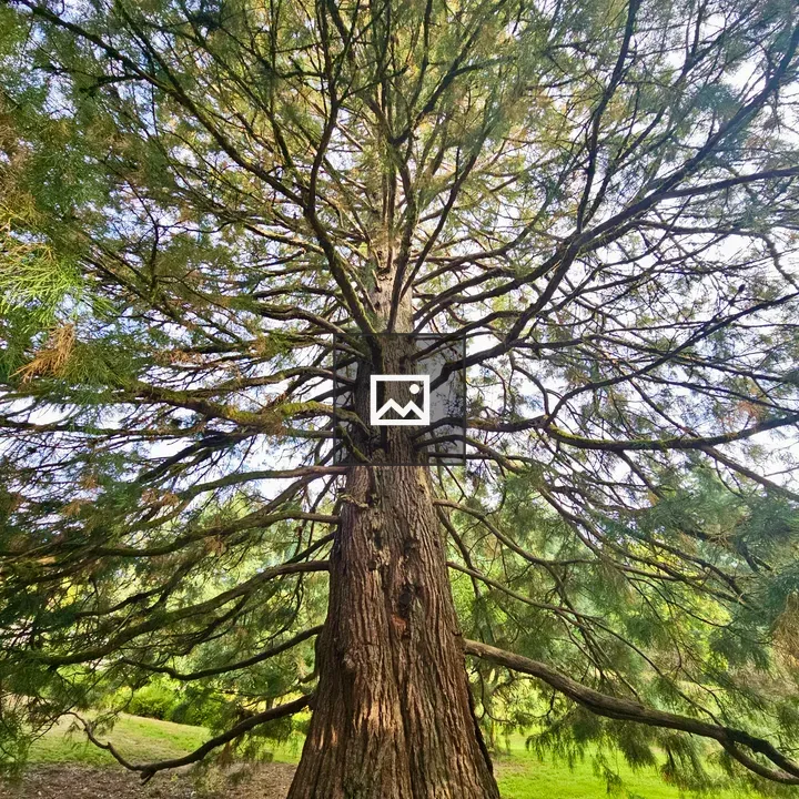 Ancient Tree in Portland Park