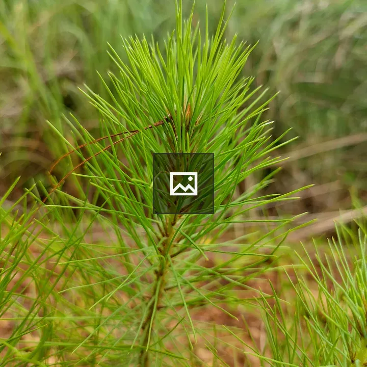 Young pine tree