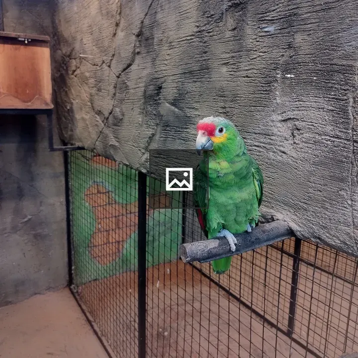Parrot on a station perch