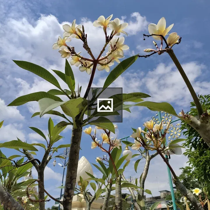 Flowers on sky in Bangkok