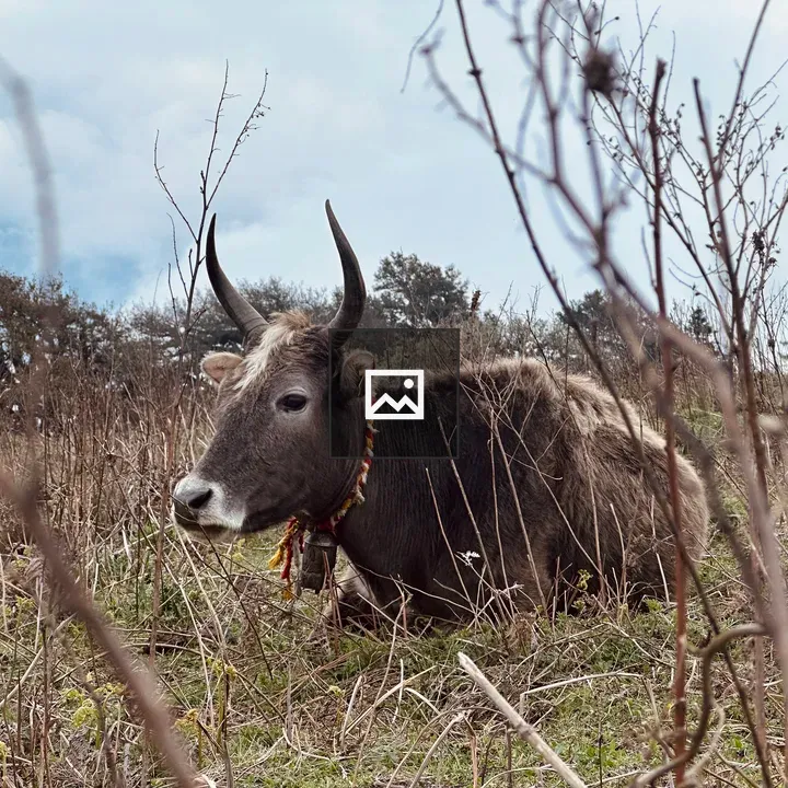 Yak in grassy landscape