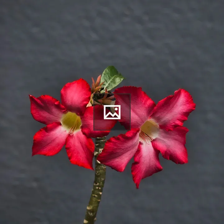 Adenium flowers close-up