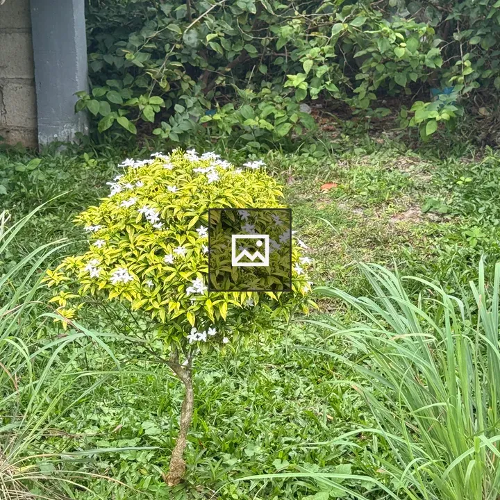 Small flowering plant with yellow-green leaves