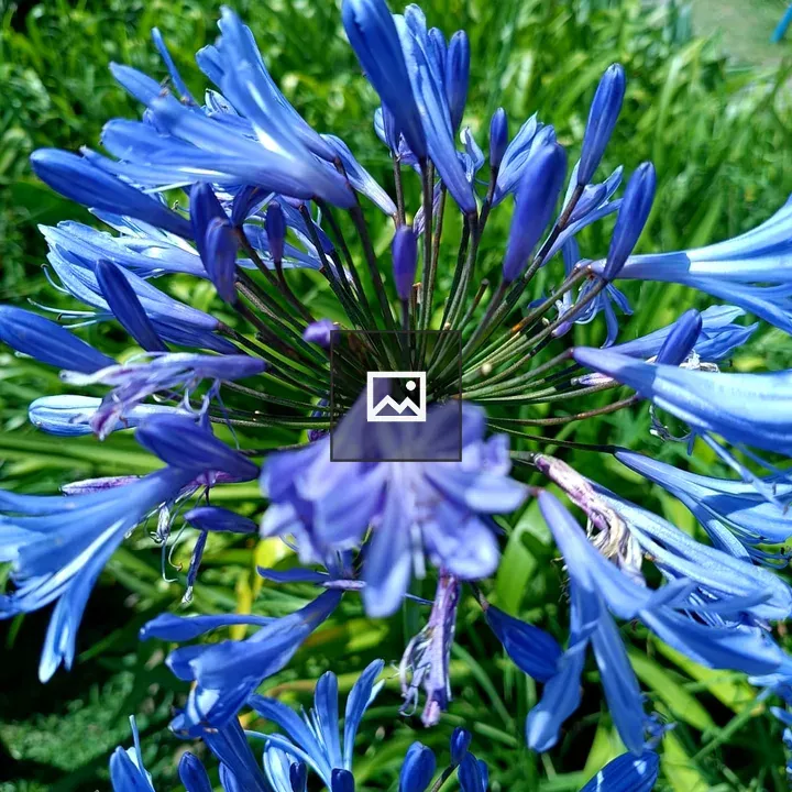 Blue flower cluster in square frame
