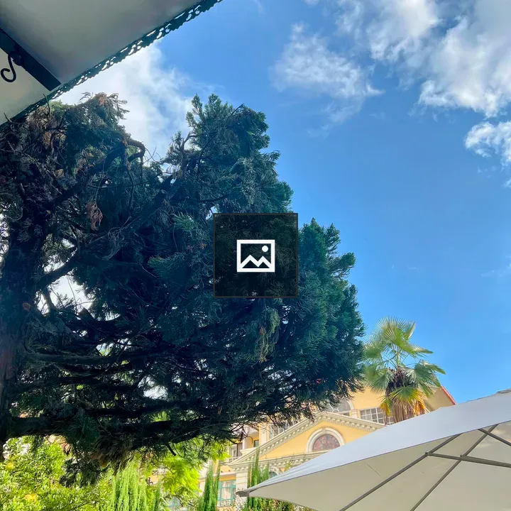 Dark Green Tree Against Sky