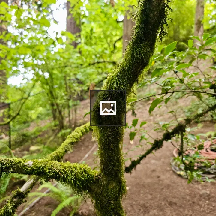Mossy tree branch close-up