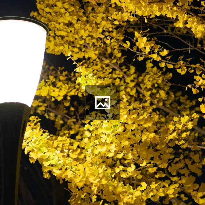 Ginkgo Maidenhair Tree at Night