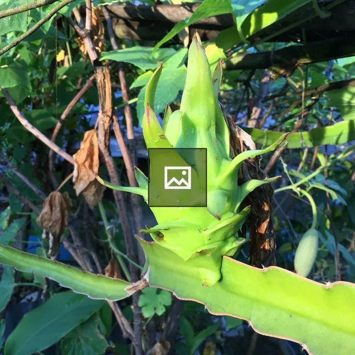 Green dragon fruit on the vine