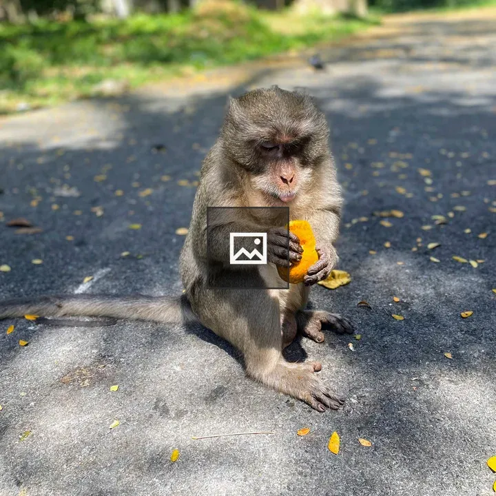 Monkey with Orange