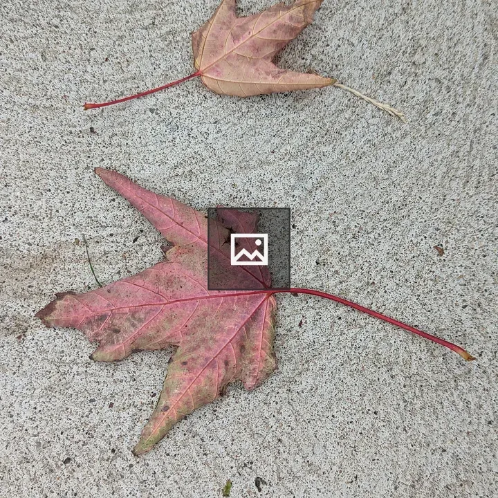 Close up of two leaves on concrete