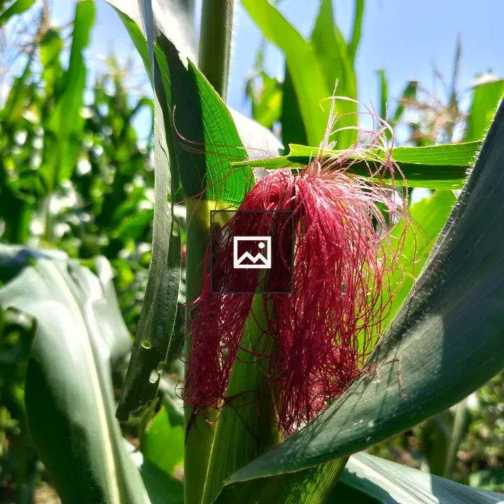 Red corn silk close-up