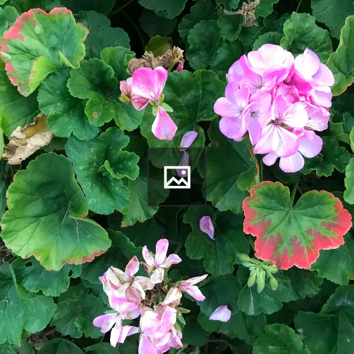 Geranium Plant Flowers