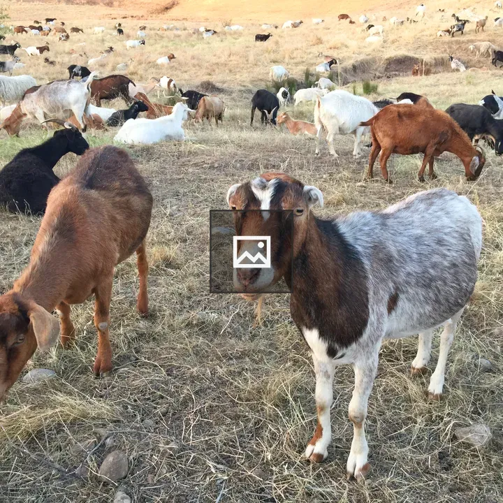 Goats Weed Abatement Landscape