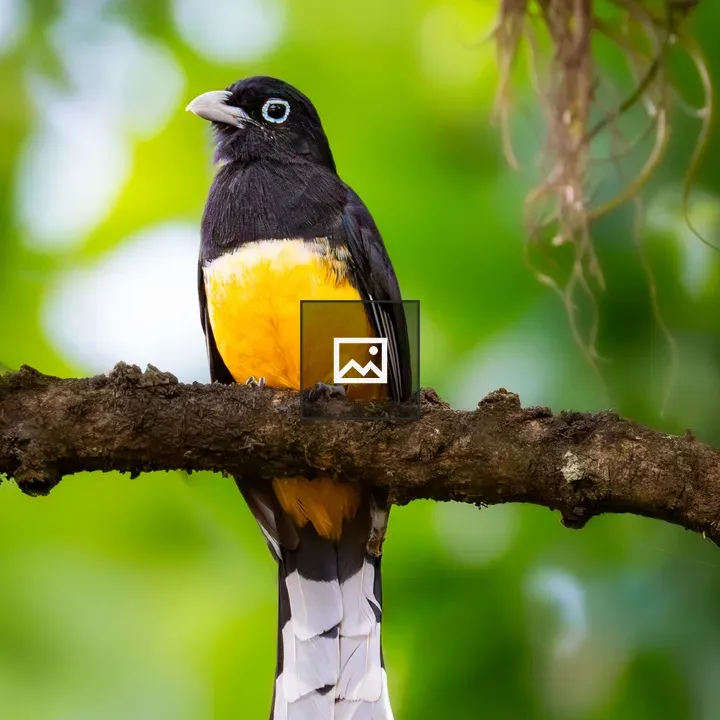 Colorful bird on branch