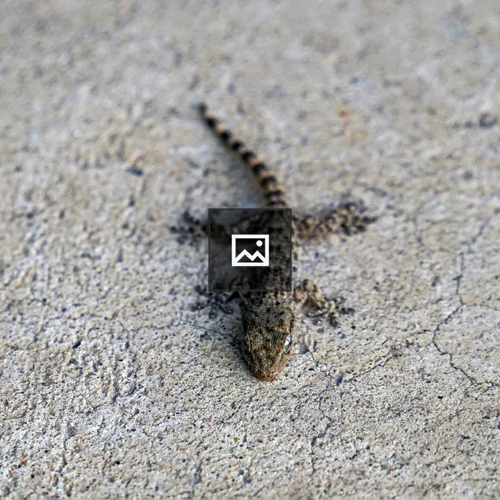 Lizard on Concrete Surface