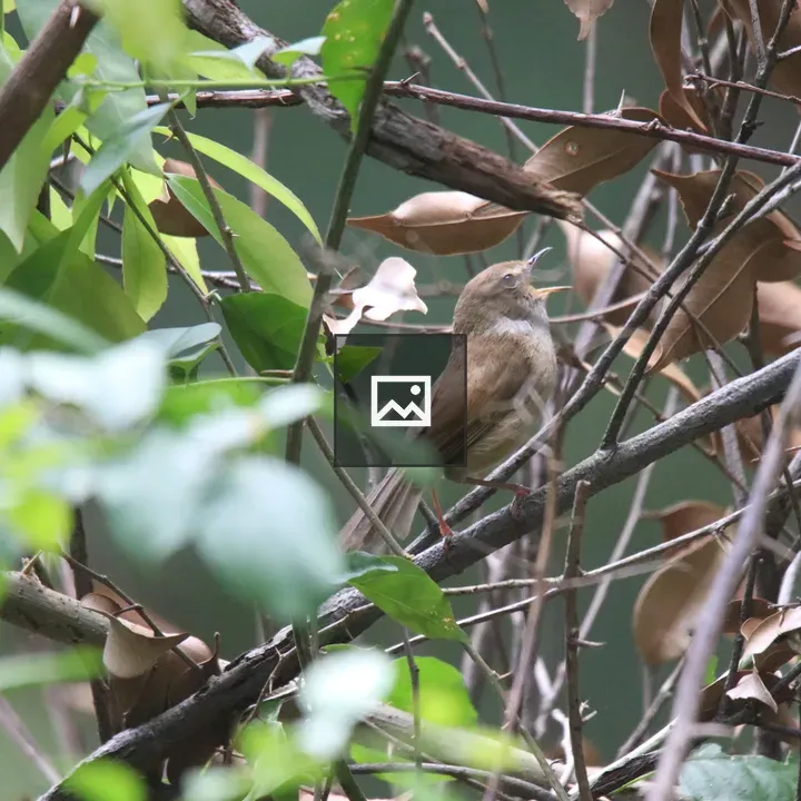 Brown-flanked Bush Warbler