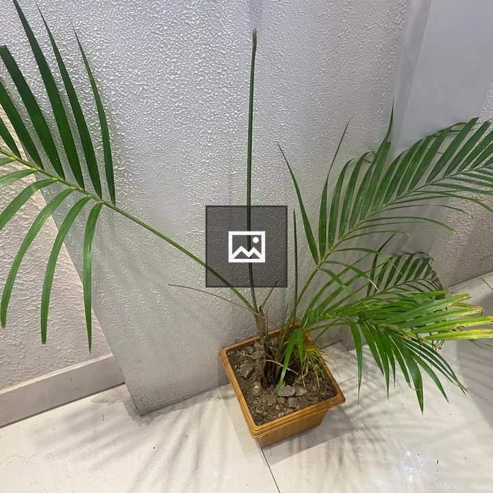 Potted plant with arching leaves