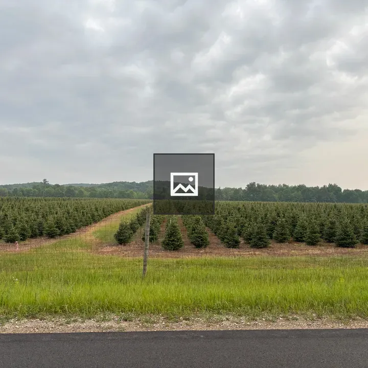 Christmas Tree field of baby trees
