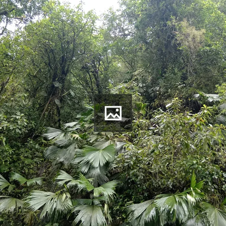 Dense tropical forest foliage