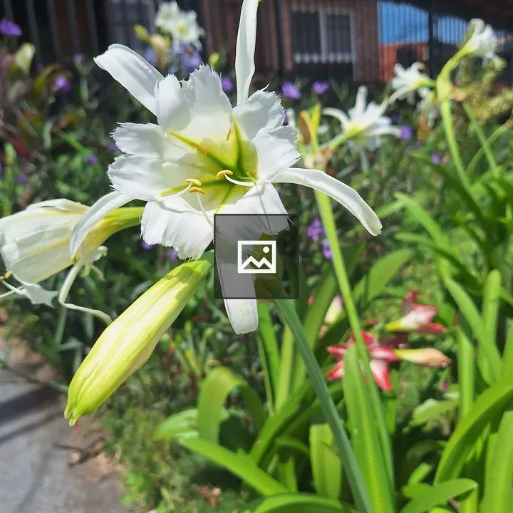 White flower with green-yellow center