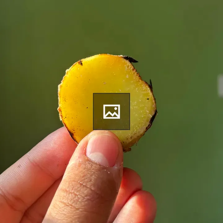 Hand holding yellow sweet potato slice