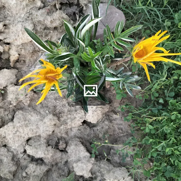 Yellow Gazania flowers on cracked soil