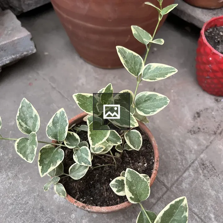 Potted plant with variegated leaves