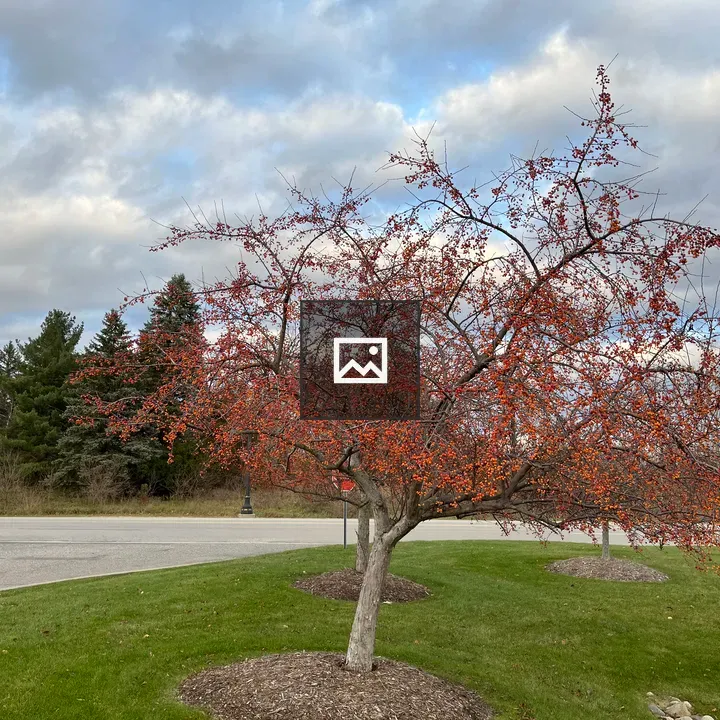 Tree with orange berries