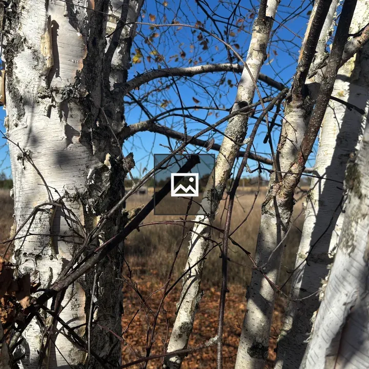Birch Trees Closeup