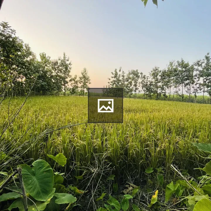 Rice paddy at sunrise