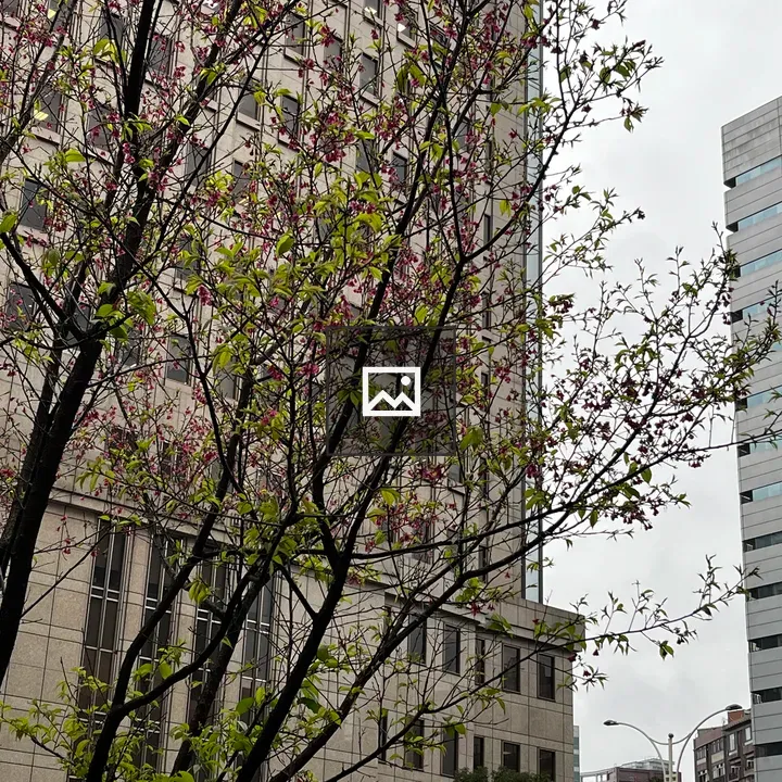 Tree in foreground with tall building